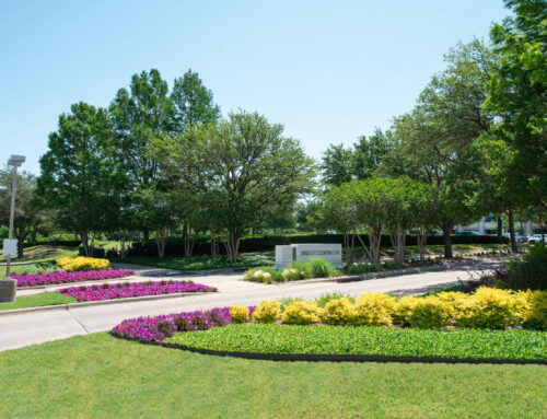 Commercial Landscaping in San Antonio, TX: What Businesses & HOAs Need to Know