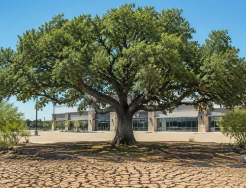Drought Tolerant Trees in Texas: A Commercial Guide
