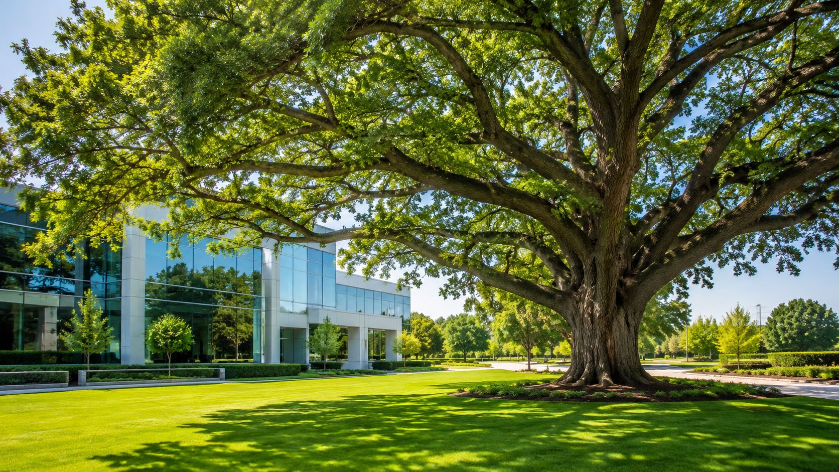 A large, healthy oak tree stands prominently on a lush green lawn next to a modern office building.
