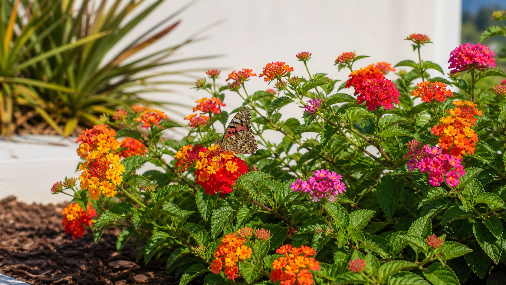 A colorful butterfly resting on vibrant orange and red lantana flowers in a sunny garden bed.