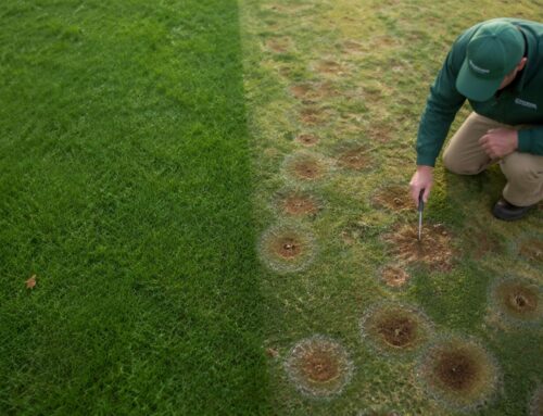 Brown Patch Grass Disease: Protect Commercial Turf