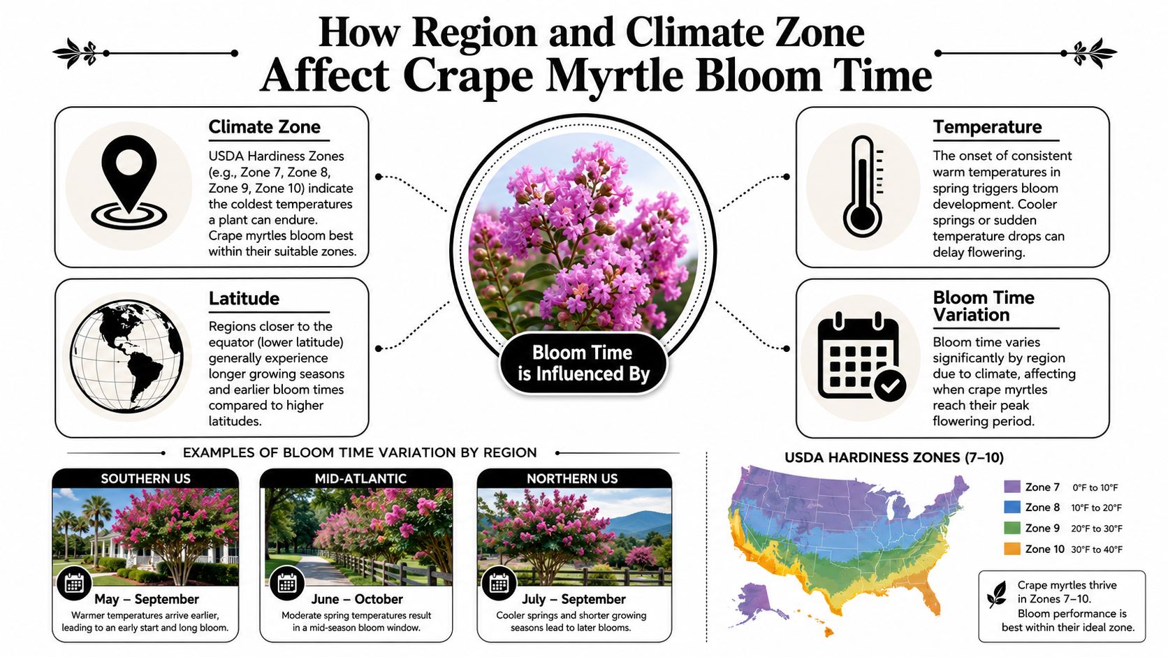 An infographic showing how climate zones, latitude, and temperature affect the bloom time of crape myrtle plants.