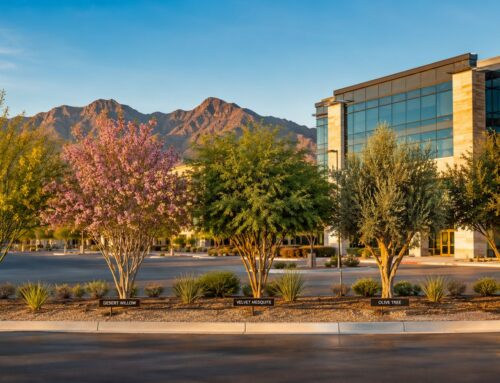 Drought Resistant Trees Arizona: Top Picks for Commercial