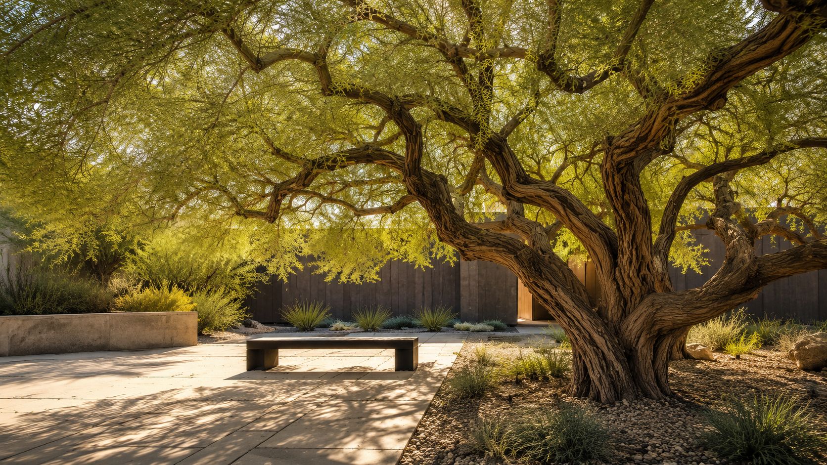A majestic, aged desert tree with sprawling branches casts intricate shadows over a serene modern patio space.