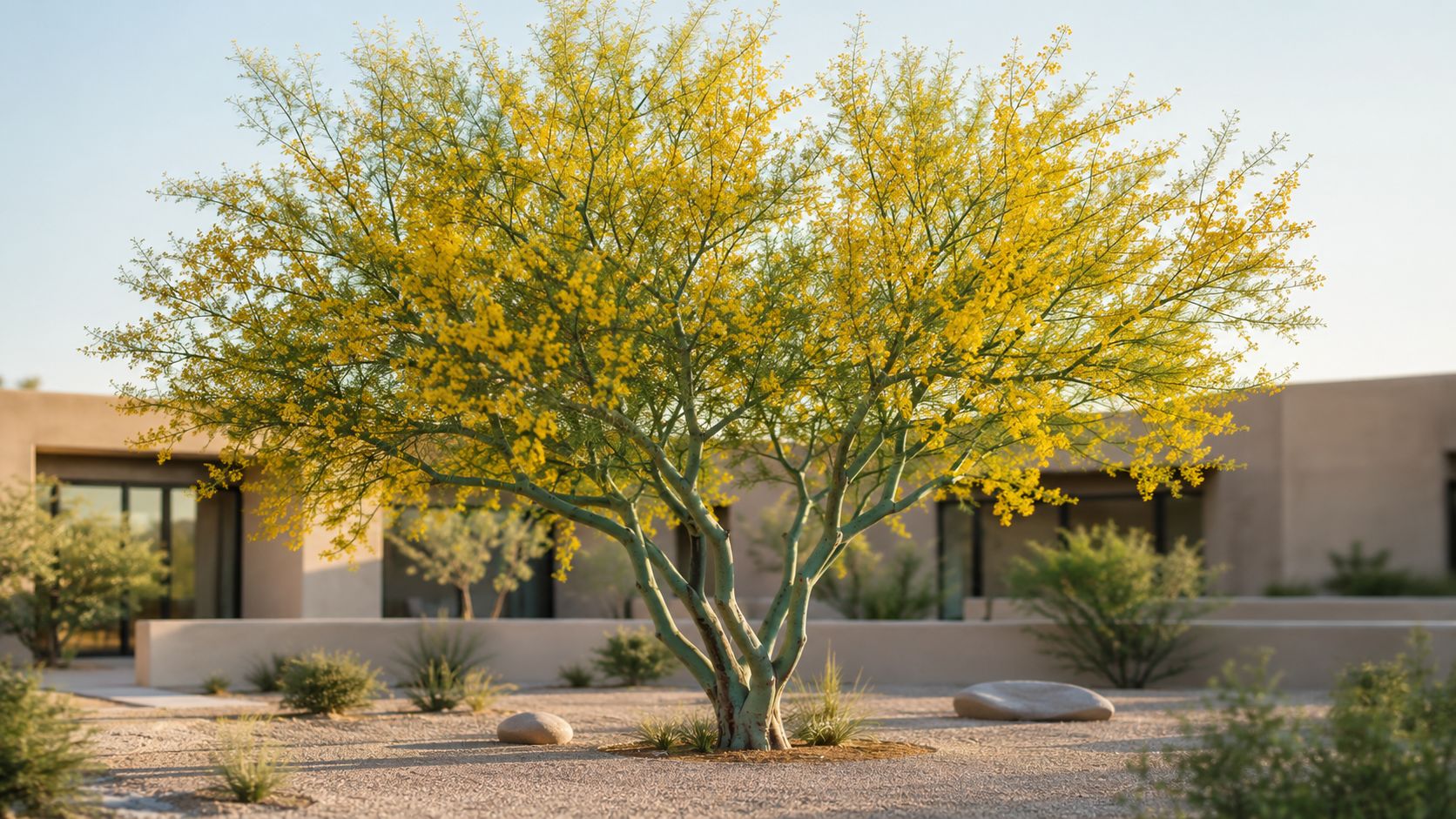 A vibrant Palo Verde tree with yellow flowers in a minimalist desert landscape with modern architecture.