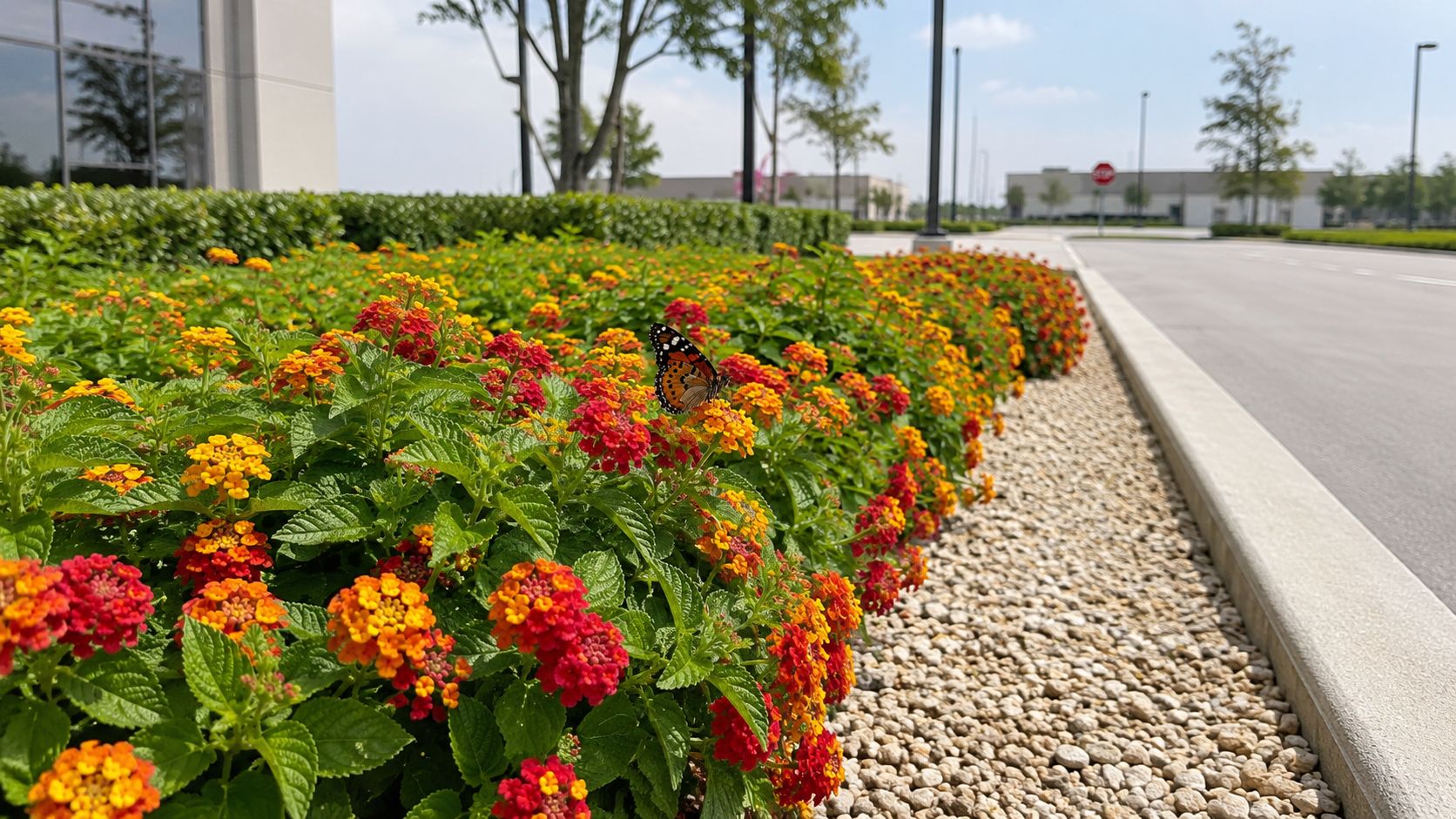 A vibrant butterfly rests on a cluster of orange and yellow lantana flowers in a landscaped garden.