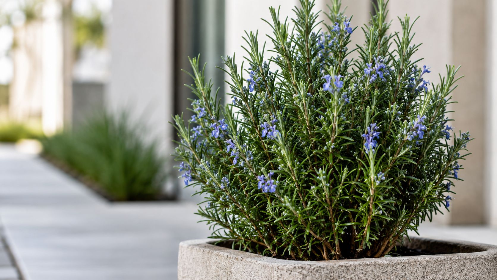 A close-up view of a vibrant rosemary bush in a stone pot with soft blue flowers.