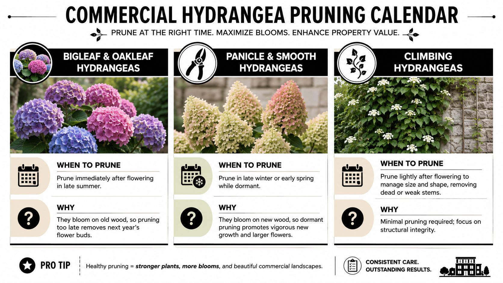 A detailed infographic chart outlining the seasonal pruning requirements for three different types of commercial hydrangea plants.
