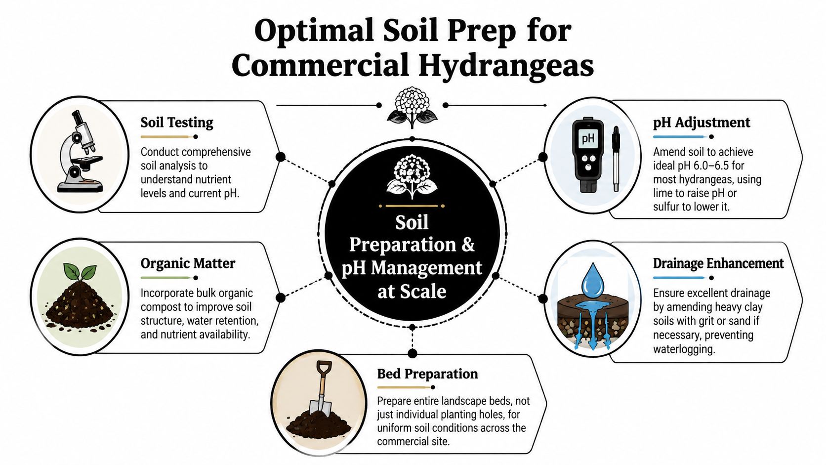 An infographic detailing optimal soil preparation and pH management techniques for growing commercial hydrangea plants.