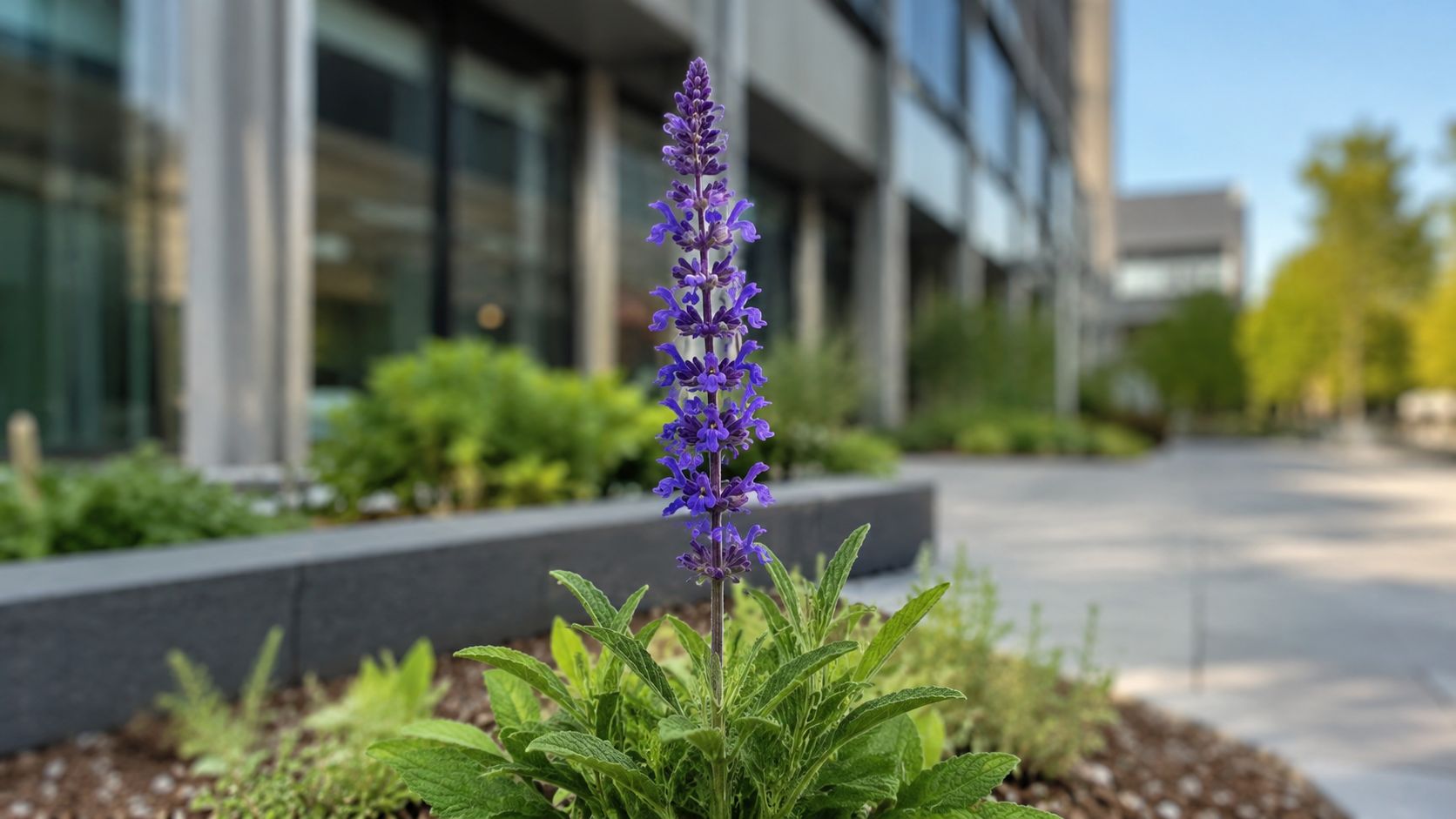 A vibrant purple salvia flower blooming in an urban garden bed in front of a modern building.