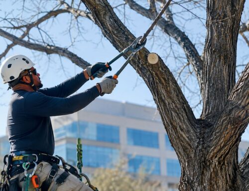 Best Time to Prune Oak Trees: Commercial Texas Guide