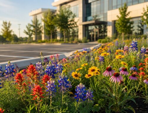 Native Wildflowers Texas: A Planting Guide