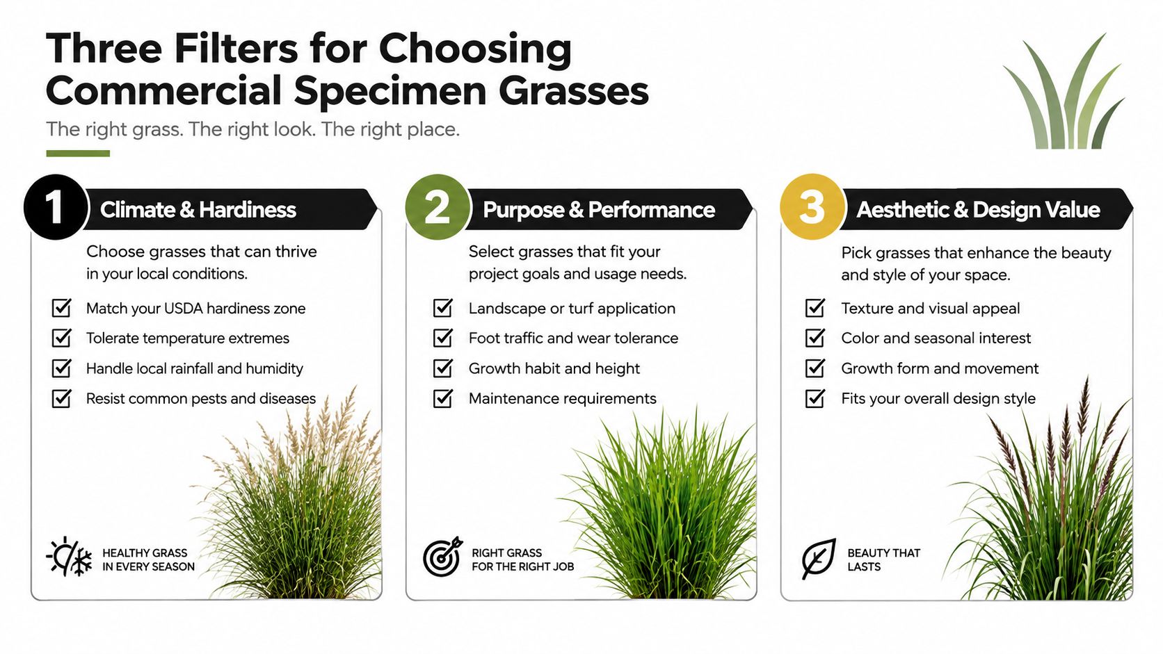 An infographic titled Three Filters for Choosing Commercial Specimen Grasses with three numbered sections.
