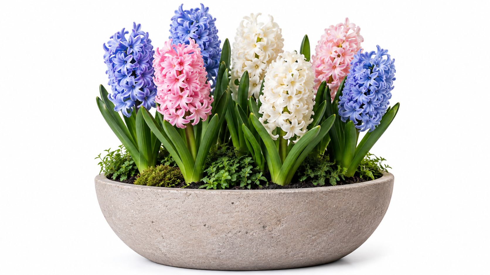 A large concrete bowl filled with colorful blooming hyacinth flowers in shades of blue, pink, and white.