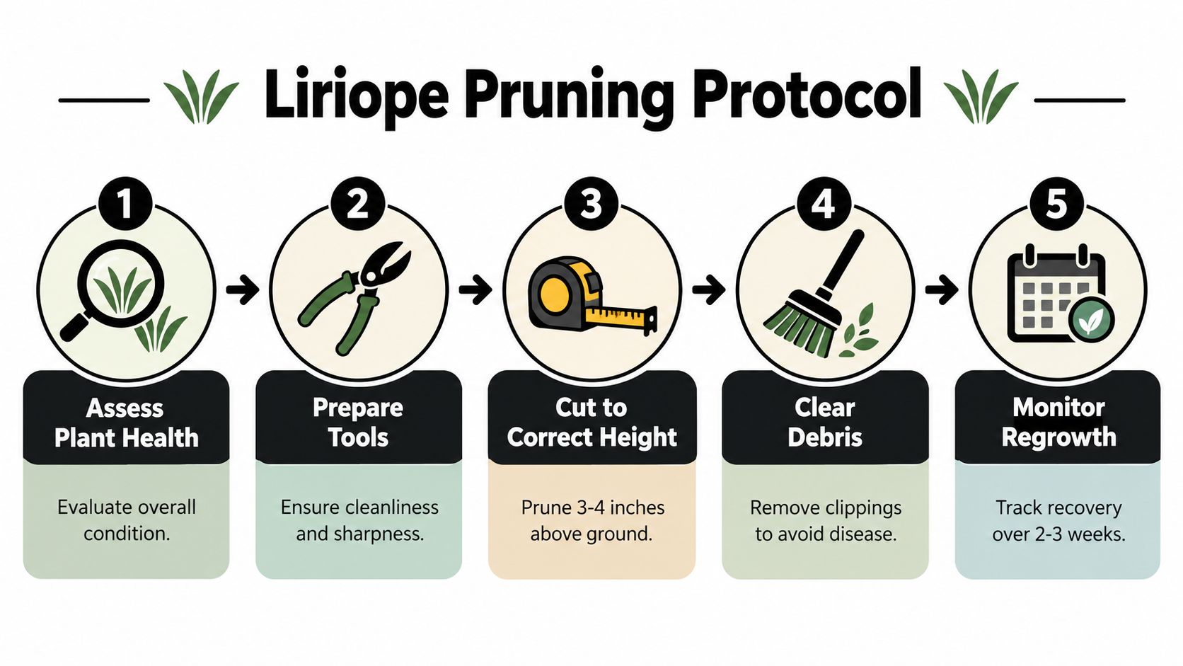 An instructional graphic showing a five-step protocol for pruning liriope or monkey grass plants efficiently.